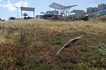 Abandono del Parque de las Mil Palmeras del Valle de Jinámar/TA.